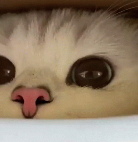 Kitten Cat GIF - Kitten Cat - Discover & Share GIFs